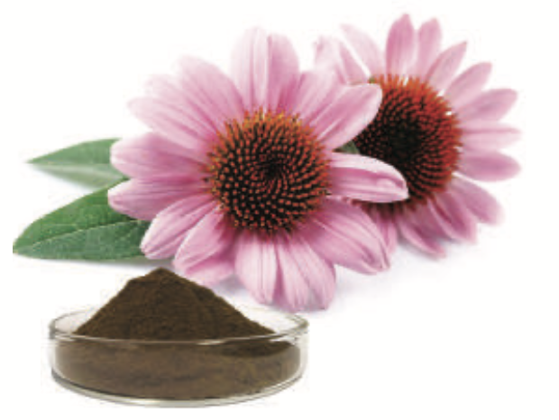 Extract de echinacea